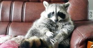 Adorable Raccoon Sits Like Human As He Eats His Favorite Fruit Snack