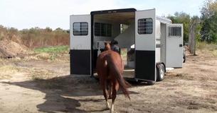 Vijfenzeventig moedeloze 'quarter horses' lopen trailer in om een beter leven te krijgen