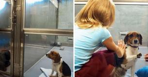 Eine Hundemama im Tierheim wird immer wieder übersehen, bis ein kleines Mädchen sie anlächelt