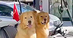 Golden Retriever Has Excited Response As He Sees His BFF Arrive