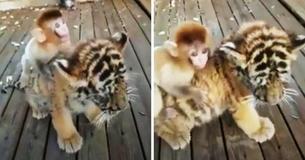Adorable Baby Monkey Rides On His Tiger Cub BFF's Back At Zoo
