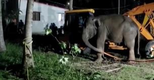 Elephant Trapped In Well Is Rescued By 12-Hour Crane Operation