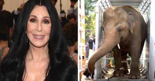 Cher rettet den "Einsamsten Elefanten der Welt", der seit über drei Jahrzehnten im pakistanischen Zoo lebt