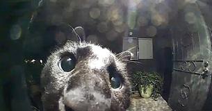 Cat Finds Neighbor's Doorbell Camera At Night – Drops By To Say 'Hello'