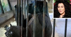After Rescuing The 'World's Loneliest Elephant' Cher Aspires To Free Gorilla Living Above Thai Mall
