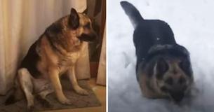 Overweight Rescue German Shepherd Goes On Weight Loss Journey Of A Lifetime