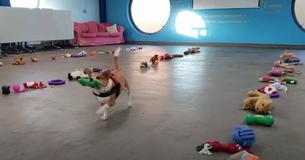 Shelter Dogs Adorably Pick Out Their Own Christmas Presents From Lines Of Donated Toys On Floor