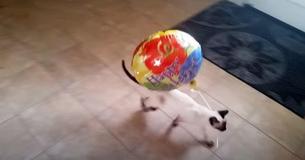 Siamese Kitten Is So Smitten By Her New Balloon That She Carries It Around Through Different Rooms