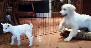 Golden Retriever Puppy Loses His Hold When He Meets Baby Goat