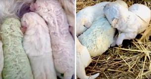 Boer is verbijsterd als zijn hond vijf pups baart waarvan één volledig groen is.