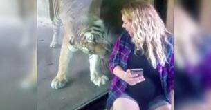 Vrouw filmt een zwangere vriendin die een selfie met een tijger maakt en daarbij het moment vastgelegd waarop de grote kat haar zwangere buik opmerkt
