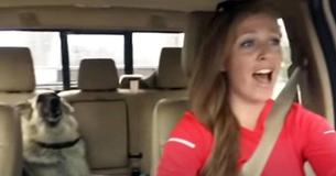 La chienne et sa propriétaire sont en voiture au moment où la chanson préférée de la chienne est jouée. Aucune des deux ne peut contenir son excitation
