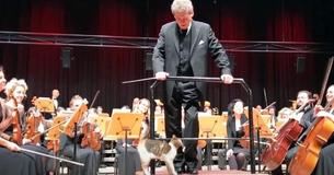 Mischievous Cat Disrupts Live Orchestra Concert To Steal The Show