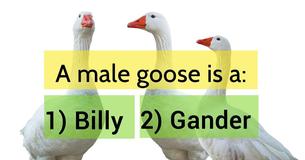 Results Show Only Americans With PhD Degrees Ace Quiz On Animal Vocabularies