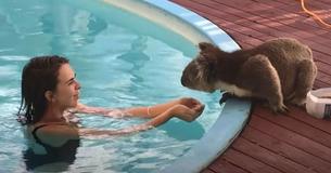 Koala Visits Backyard For Cuddles And Kisses At The Pool