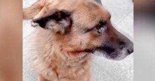Une chienne policière Berger Allemand à la retraite pleure en retrouvant son maître