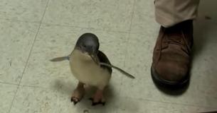 Un petit pingouin cherche son gardien au zoo et devient fou lorsqu'il le trouve enfin pour un frottement de ventre