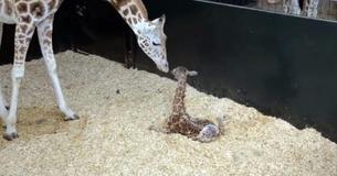 Mother Assists Baby Giraffe With Standing Up For The First Time