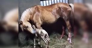 Après la naissance d'un poulain, la propriétaire du jument notifie son étrange placenta et court