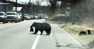 Mother Bear Struggling To Cross Road With Her Cubs Is Like Any Parent