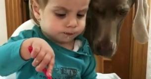 Dog Steals Kid's Food Every Time He's About To Use His Fork