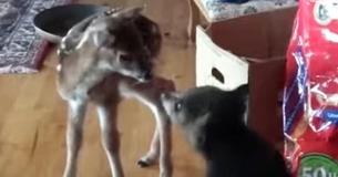 Bear Cub Wants To Give Baby Deer A Sweet Kiss