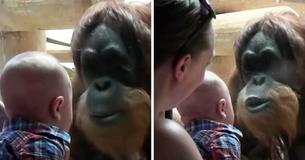 Un orang-outang se penche en avant pour donner un baiser à un bébé