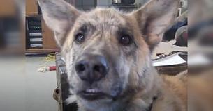 Un maître annonce à son chien que toutes les friandises ont été offertes au chat. Les internautes sont impressionnés par la réaction du chien.