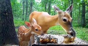 A doe, fawn and chipmunk feast together like a family