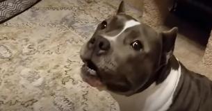 Pitbull Maisy redet nach Adoption aus dem Tierheim ständig mit ihrem neuen Frauchen Marisa
