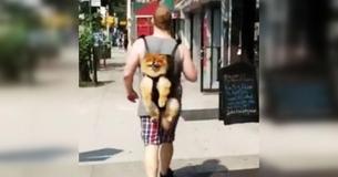 Totally Relaxed Dog Adorably Rides Along In Owner’s Backpack