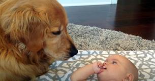Baby Girl Has Adorable Discussion With Golden Retriever