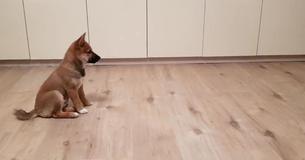 Excited Shiba Inu Pup Loses It As Owner Comes Home