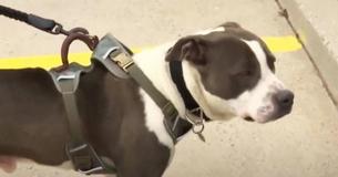 Hero Pit Bull Dog Receives Award from Texas Fire Department for Saving His Owner's Life
