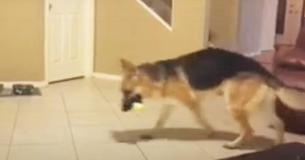 Die Familie erschrickt, als sich der Hund auf die 7-Jährige stürzt, bis sie herausfindet, dass er sie nur beschützen will