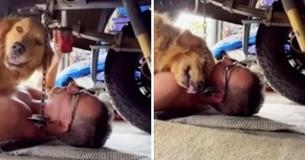 In Adorable Moment Golden Retriever Crawls Under Mechanic Dad's Car And Climbs On Him To Cuddle