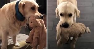 Golden Retriever Raised With Stuffed Animal And Refuses To Go Anywhere Without It