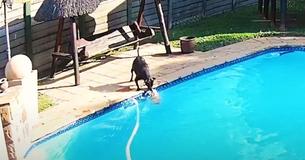 Hund rettet ihren winzigen Hundefreund vor dem Ertrinken im Swimming Pool des Besitzers - "Wirklich stolz auf sie"