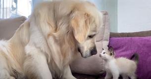 Fluffy Golden Retriever And Sweet Kitten Play Together For The First Time