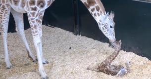 Newly Born Baby Giraffe Stands Up For The First Time