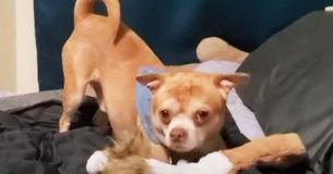 Prancer, der "dämonische Chihuahua", wird endlich adoptiert