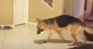 Une famille est stupéfaite par la réaction de son chien qui se jette sur un enfant de 7 ans jusqu'à ce qu'ils découvrent qu'il s'est sacrifié