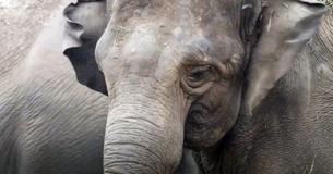 Former Circus Elephants Arrive At Florida Wildlife Sanctuary