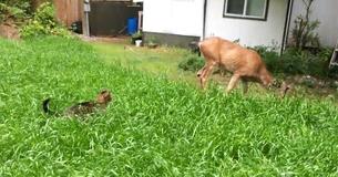 Cat Stalks Deer But Ends Up Falling For It