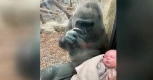 So verliebt: Gorilla und frisch gebackene Mutter bauen im Zoo eine Beziehung zu einander auf, dank ihrer beiden Babies