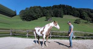 Un hombre comienza a realizar un baile popular, pero su caballo le roba el protagonismo