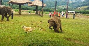 Adorable Video Of Baby Elephant Tiring Out Dog During Playtime Earns Internet's Attention