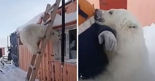Orphaned Polar Bear Gets Second Chance At Life After Being Rescued By The Arctic Workers She Loves To Hug