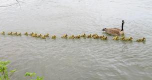Mother Goose Rounds Up 47 Goslings & Cares For Them Like Family