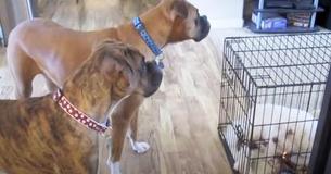 Lustige Boxerhunde stellen sicher, dass niemand zuschaut, während sie ihren Hundekumpel befreien